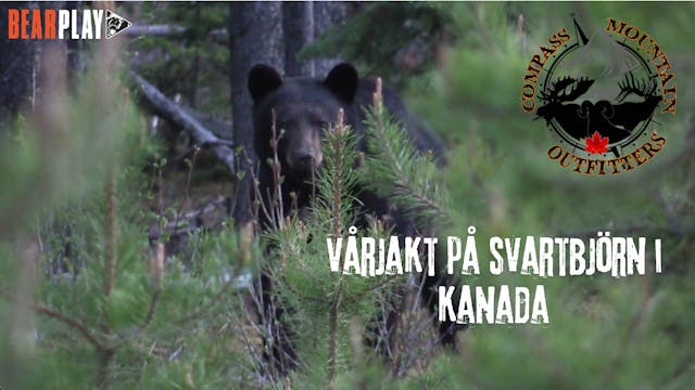 Tom Sallows | Vårjakt på svartbjörn i...