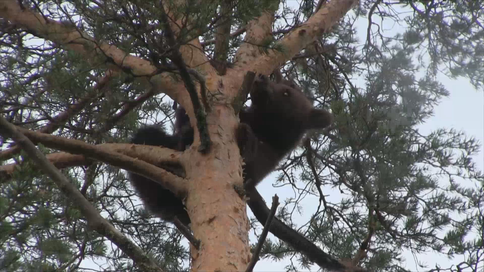 Björnjakten 2015 : Del 4