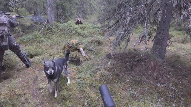 Björnjakten 2017 : Del 4