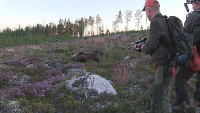 Björnjakten 2015 : Del 1