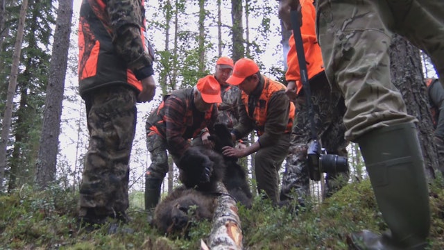 Team Karhukopla : Björnjakt i Finland 2017