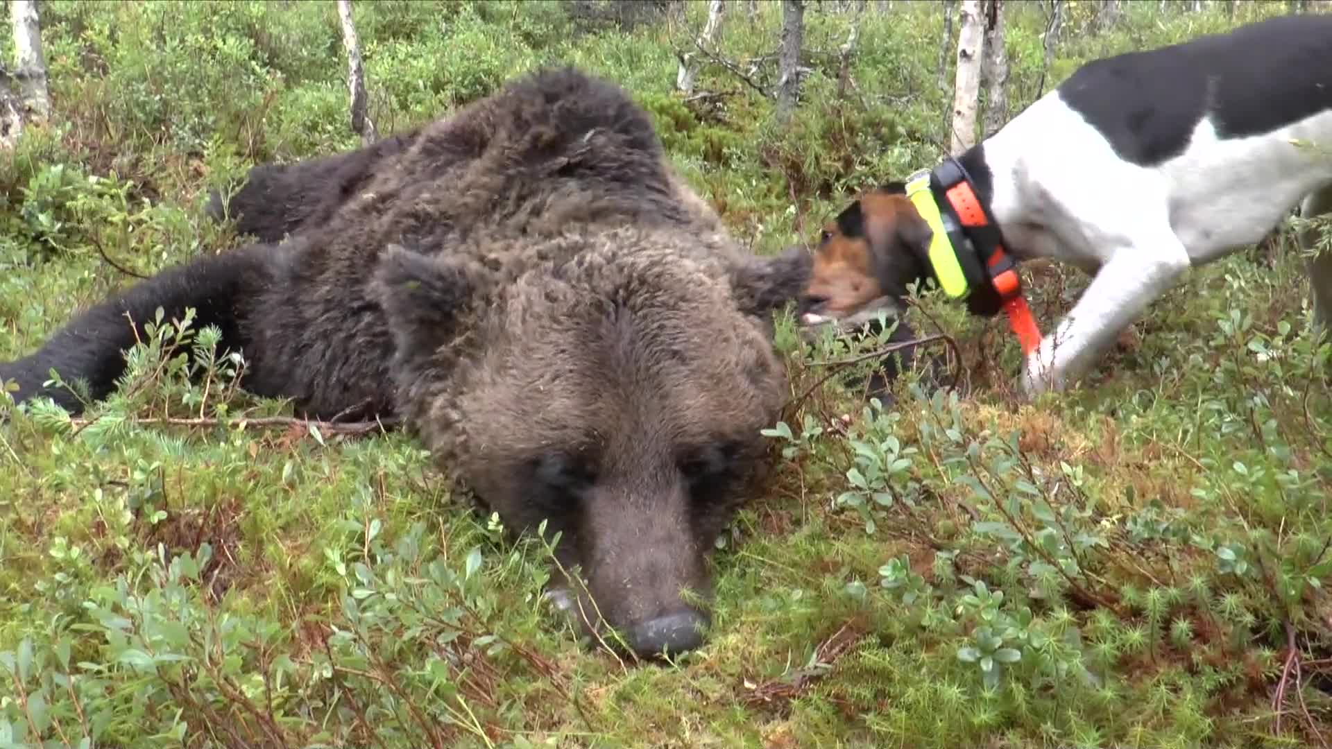 Norwegian Outfitters : Björnjakt Med Hund Del 1