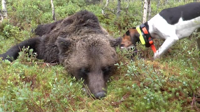 Norwegian Outfitters : Björnjakt Med ...