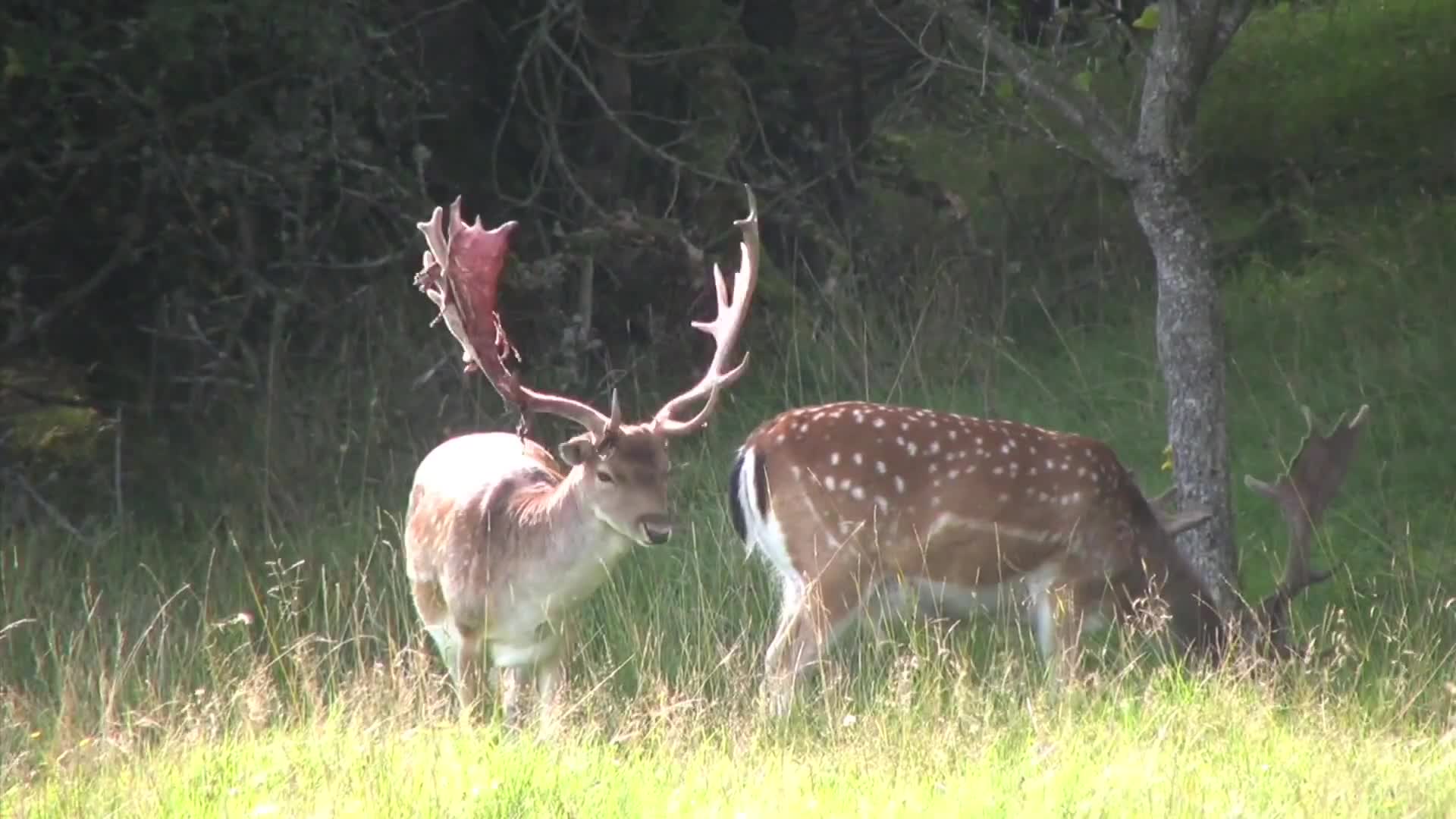 Svensk Dovviltsjakt 1 Trailer