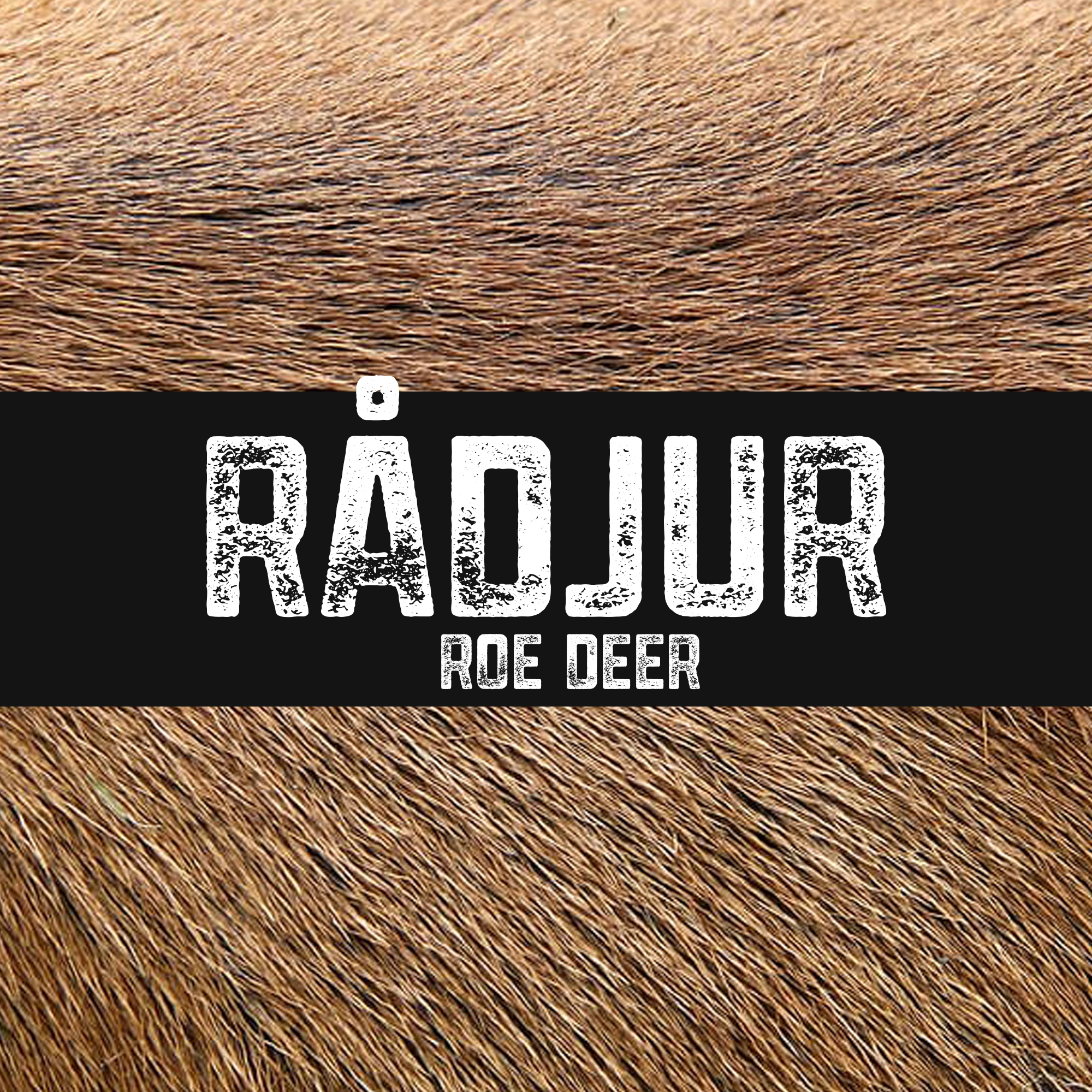 Rådjur | Roe deer