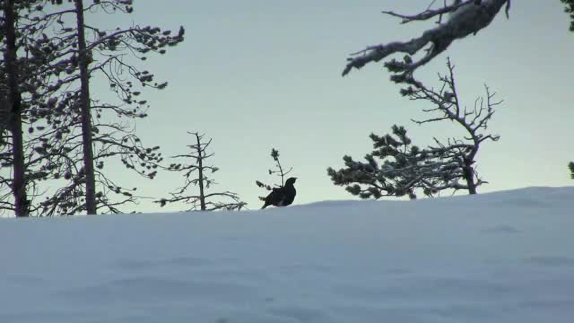 Jakt På Toppfågel i Finland
