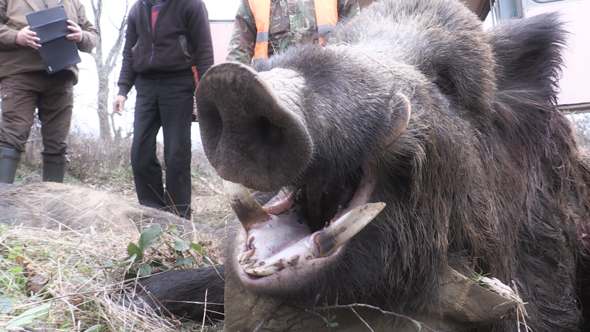 Vildsvinsjakt I Bulgarien : Del 2