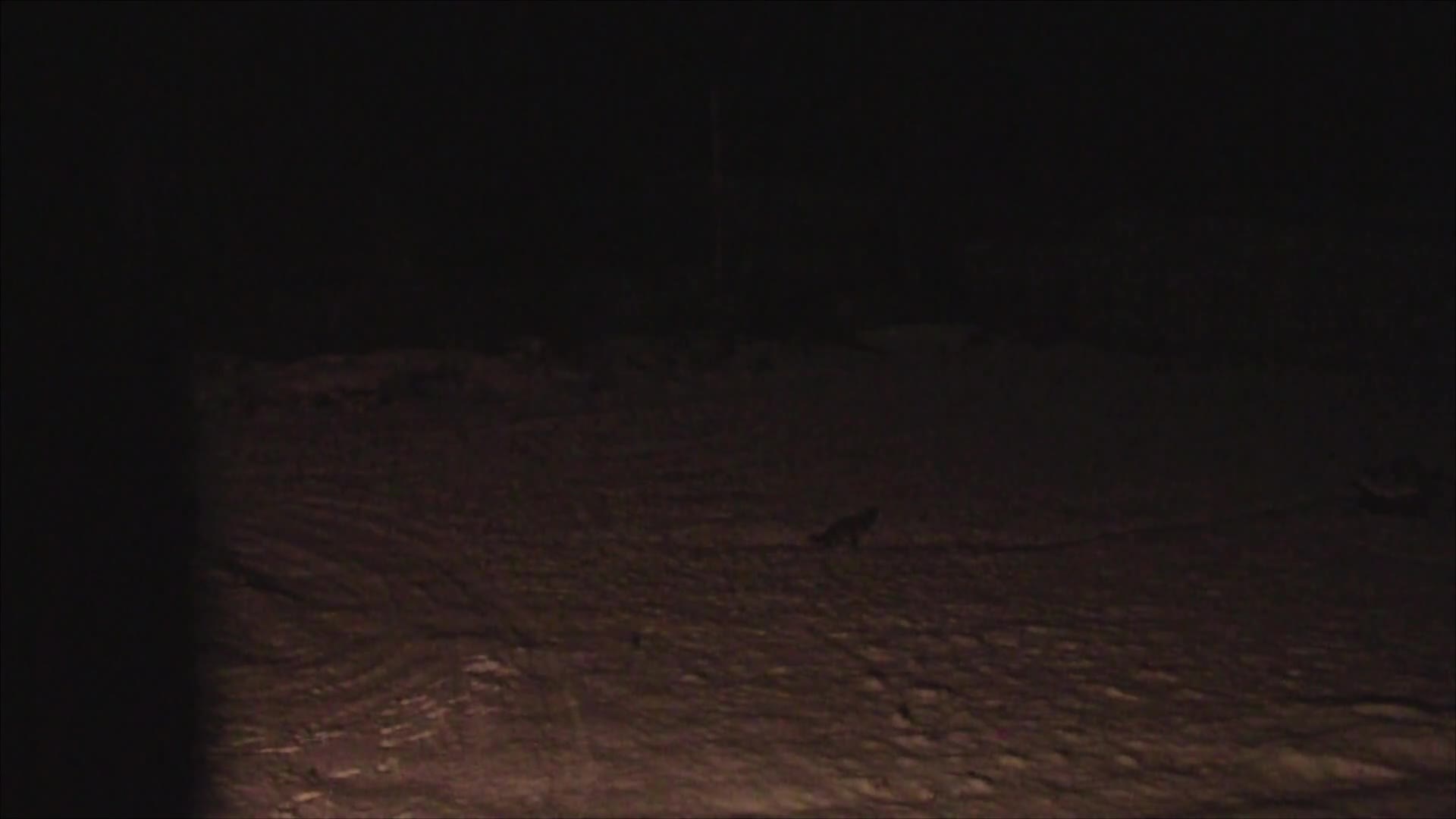 Bröderna Bravader : Vakjakt På Räv