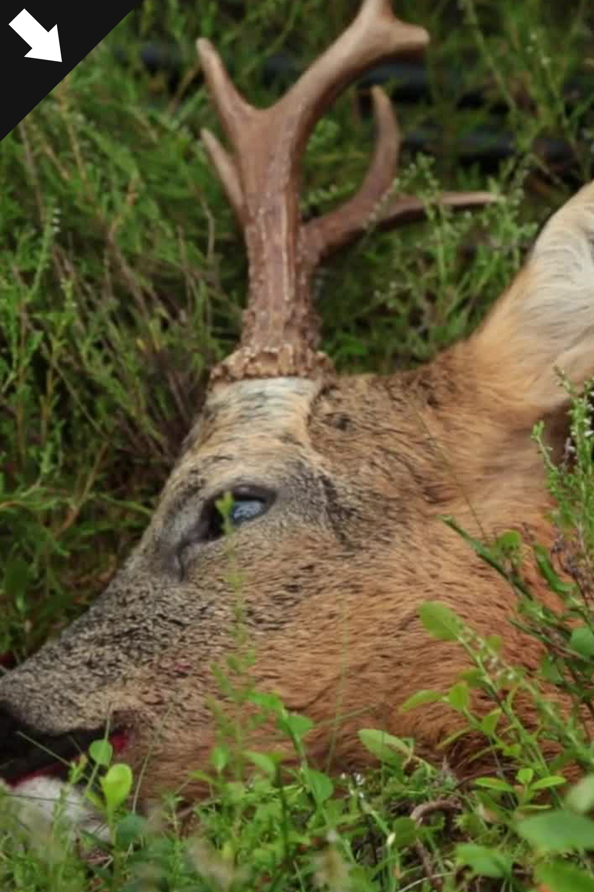 Bock- Och Kronhjortsjakt