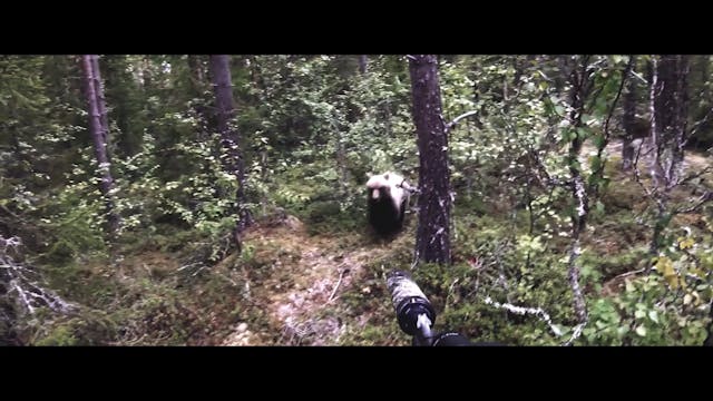 Svensk Björnjakt nr 5 : Trailer