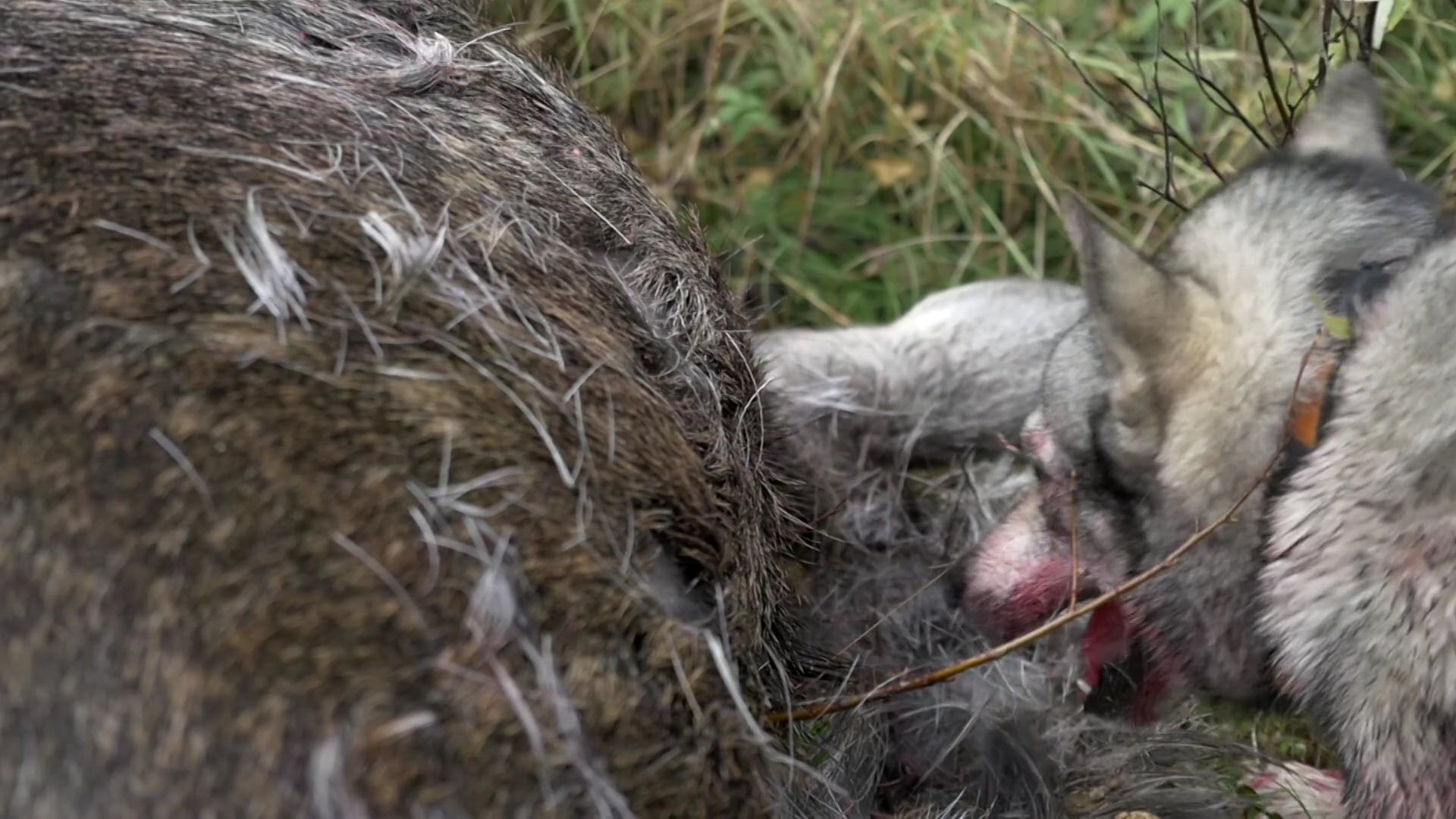 Hunnskall & Bomskott 2 : Från Rävadrev Till Björnfrossa Trailer