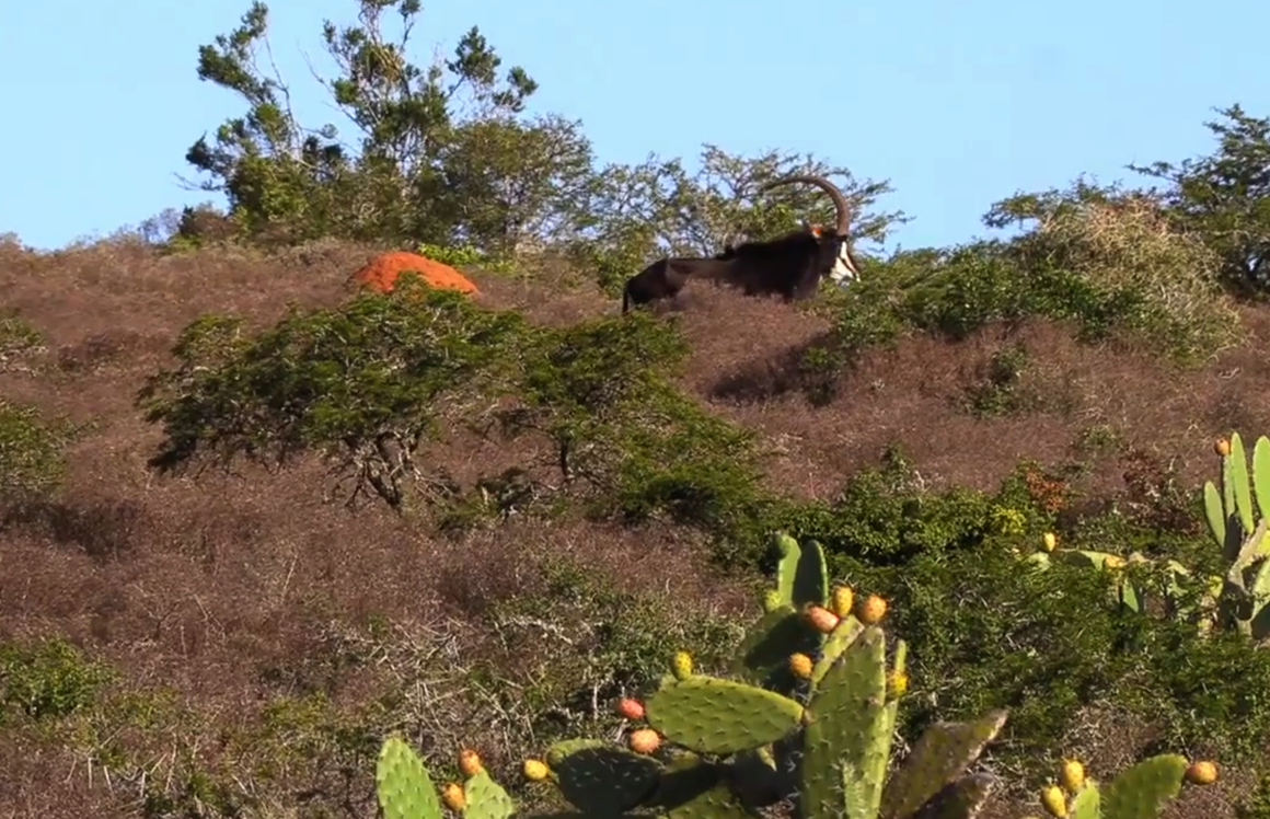 Kasper Hansen Hunting Adventures | Jakt i Sydafrika del 2