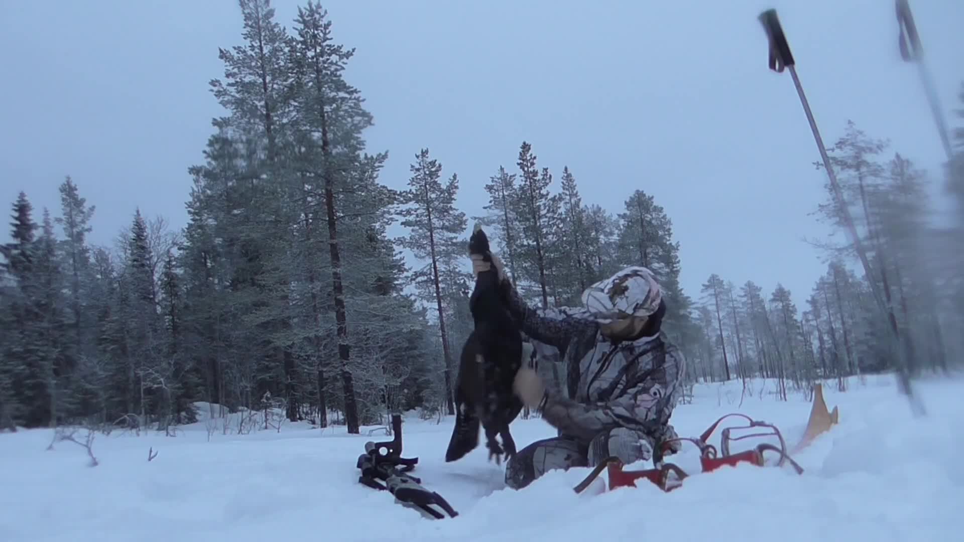 Åseletrappern : Toppfågeljakt 2