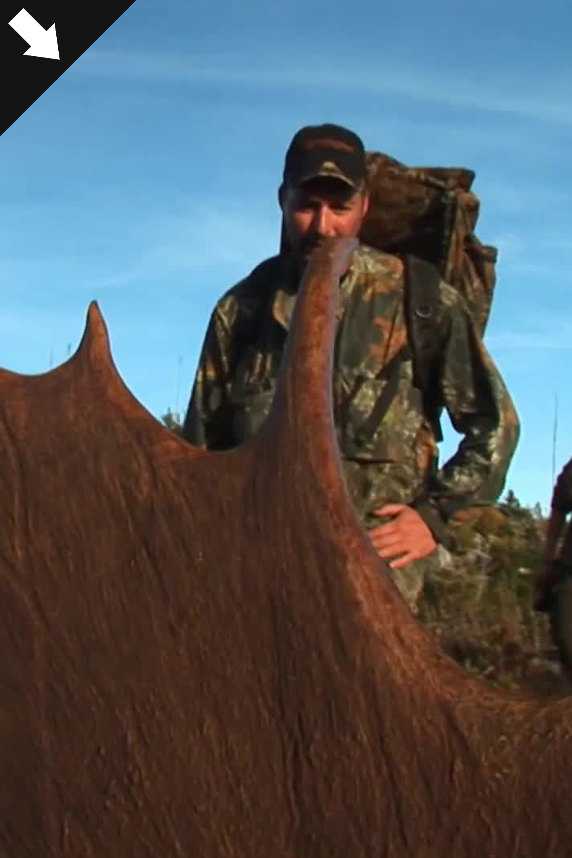 Älgjakt i Newfoundland