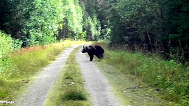 Björnjakten 2019 Trailer