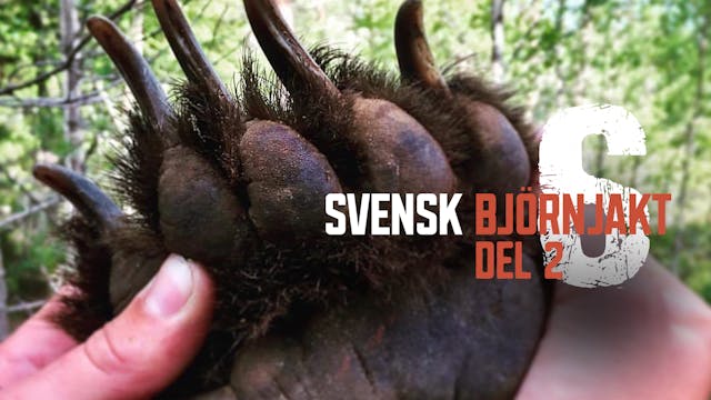 Svensk Björnjakt 6 Del 2