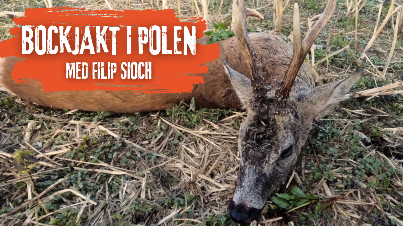 Bockjakt i Polen med Filip Sioch - Trailer