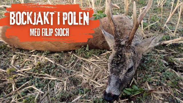 Bockjakt i Polen med Filip Sioch - Tr...