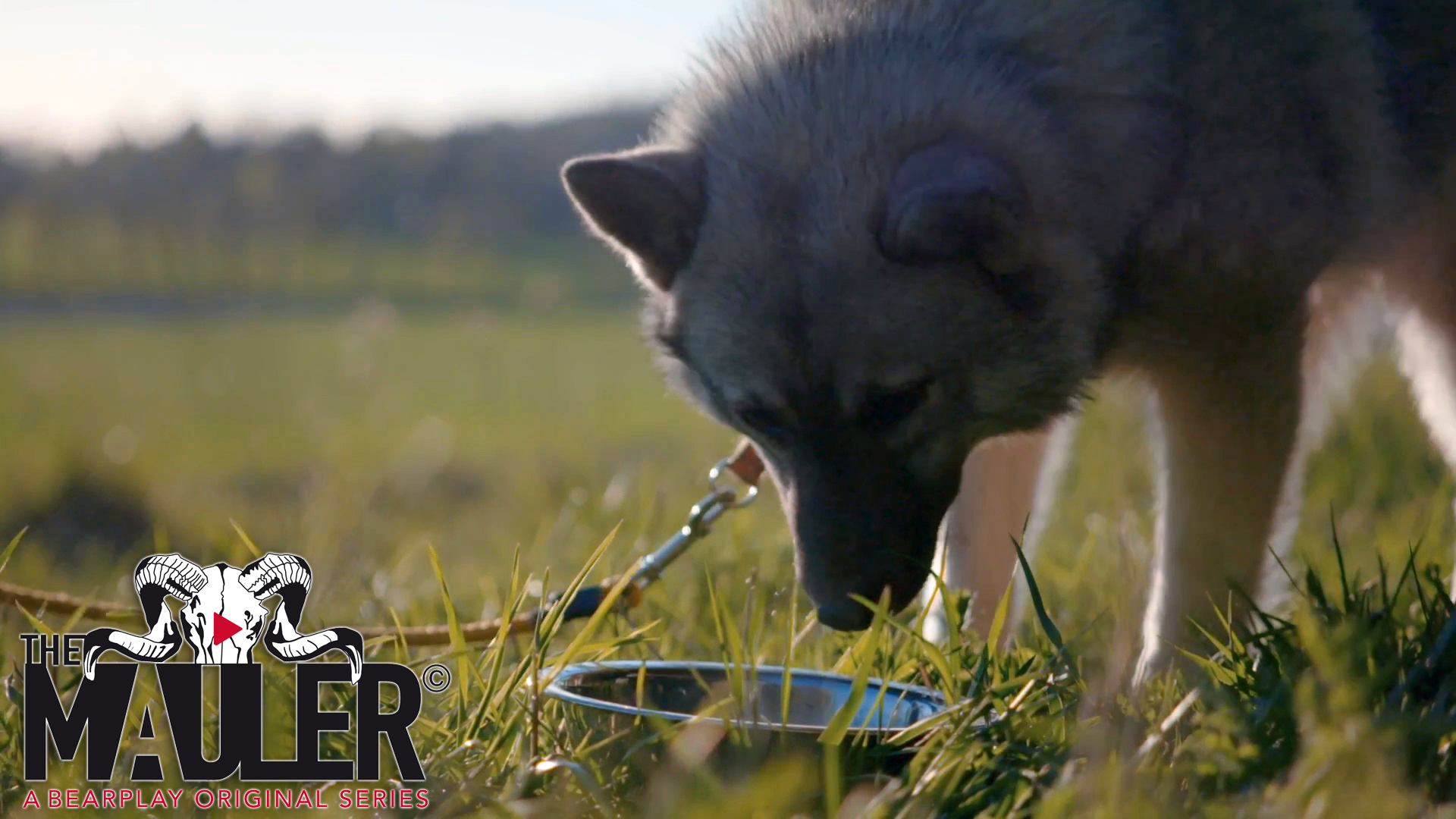 The Mauler Series : Bäverjakt och hundträning