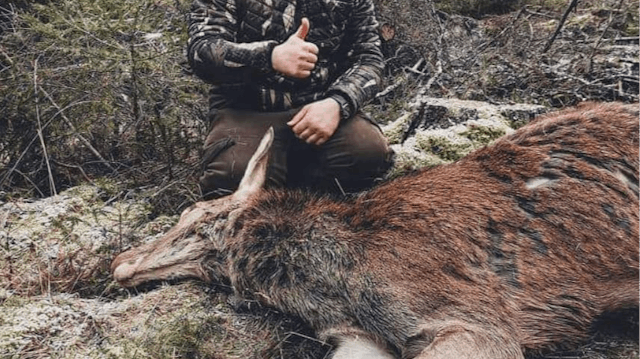 Åseletrappern | Trailer Drevjakt 1