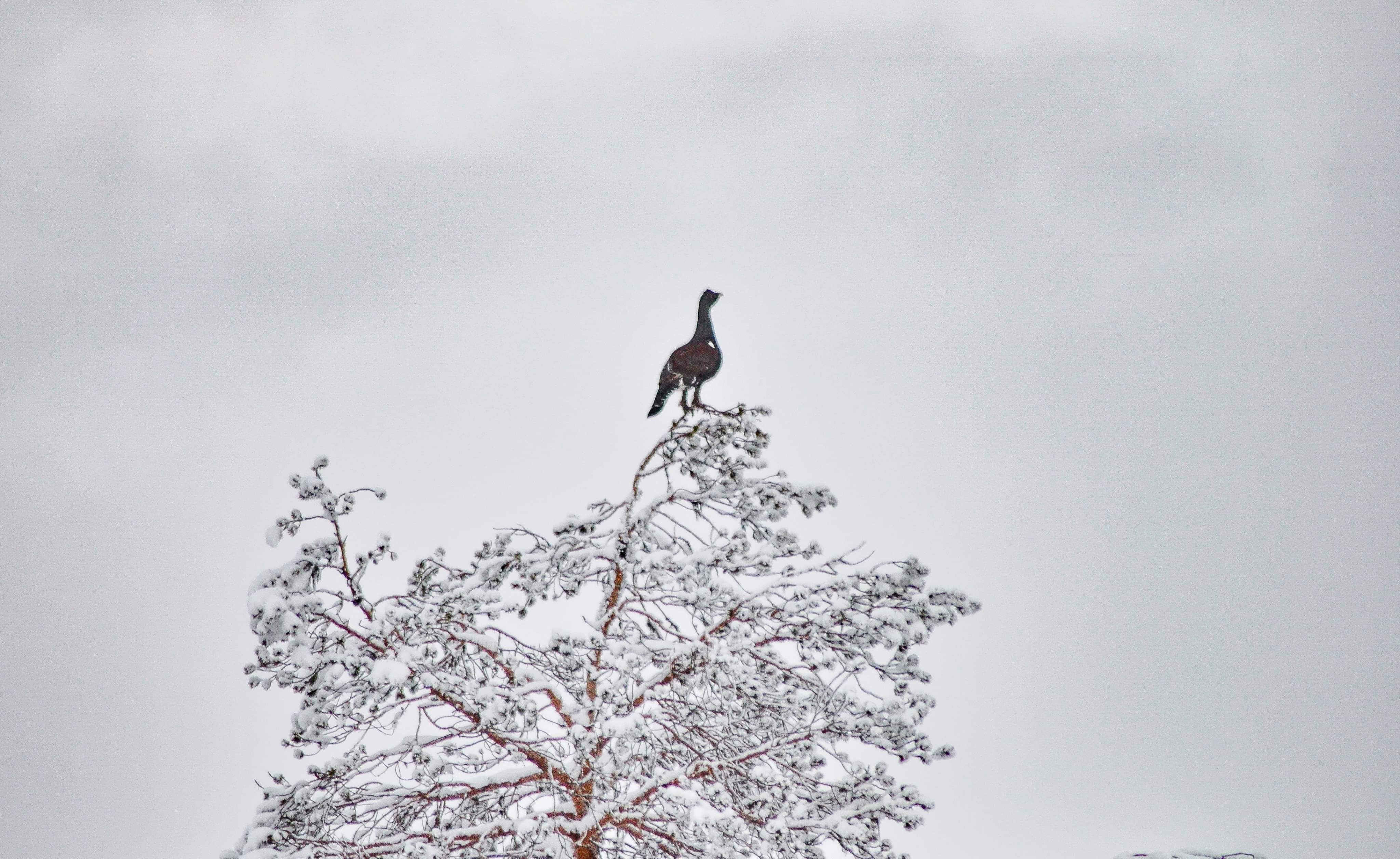 Åseletrappern - Toppjakt 4 Trailer