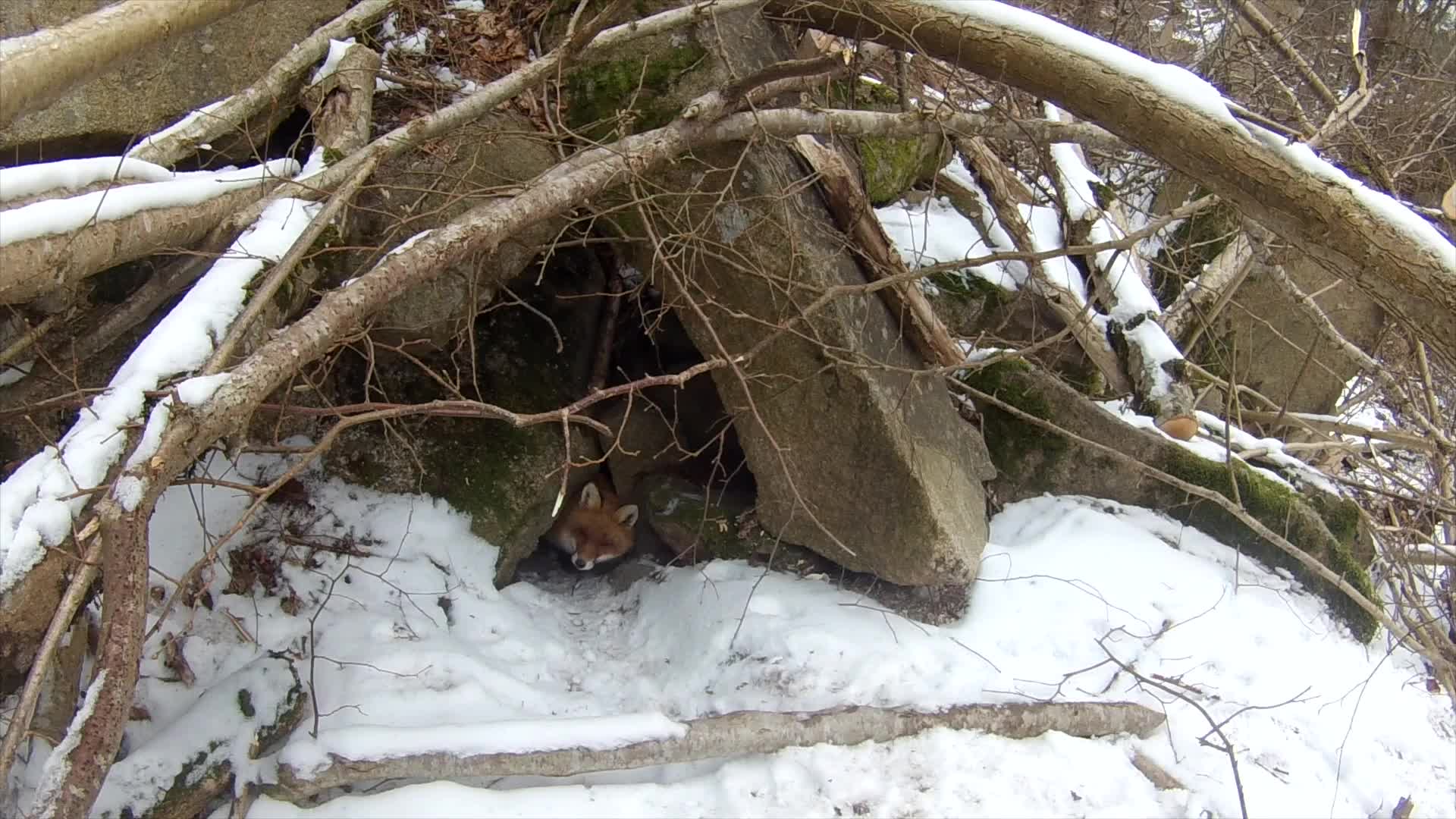 Martin Brenne Jegerliv : Rävjakt Med Stövare