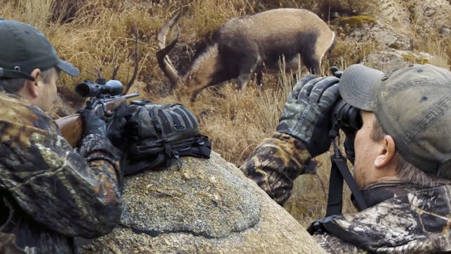 Destination : Ibexjakt i Gredos