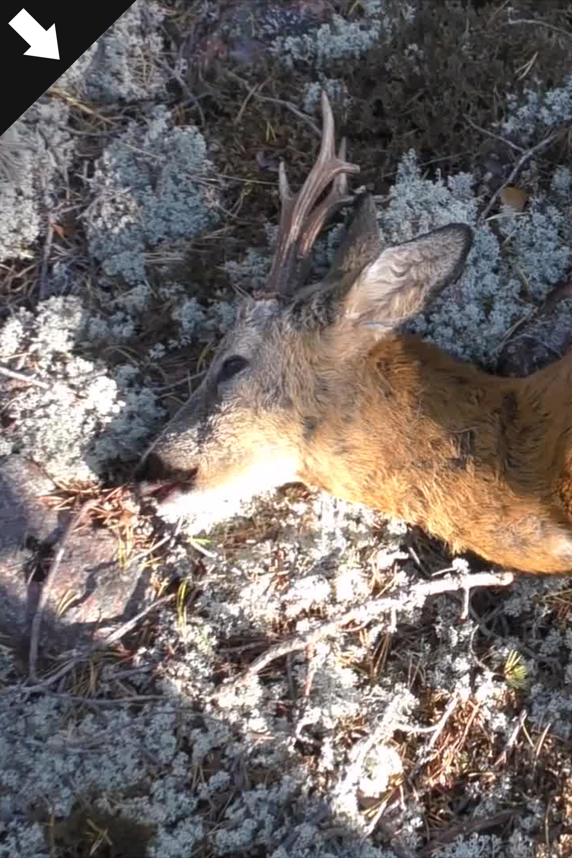 Rådjursjakt På Åland