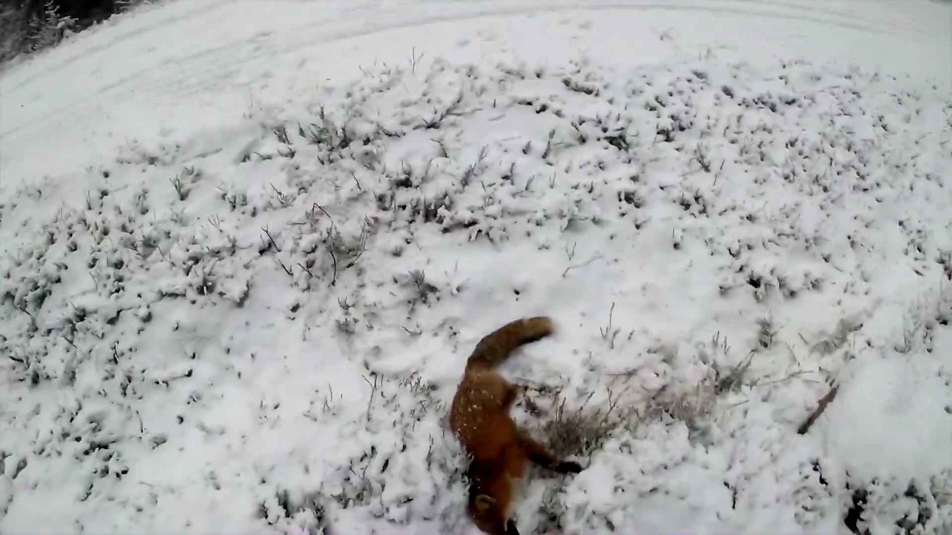 Martin Brenne : Jegerliv Rävjakt 2 Trailer