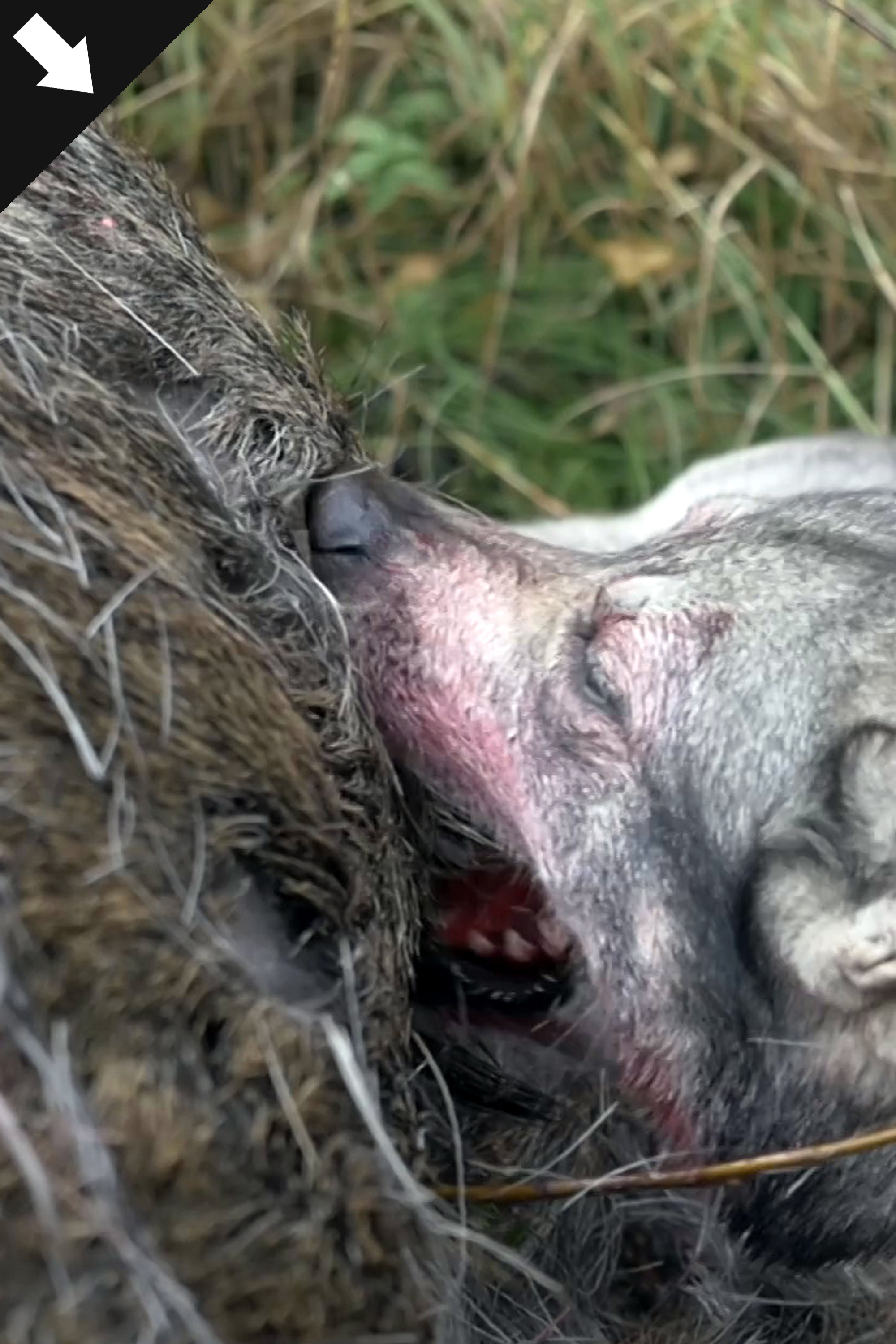 Hunnskall och Bommskott 2 : Från Rävadrev till Björnfrossa