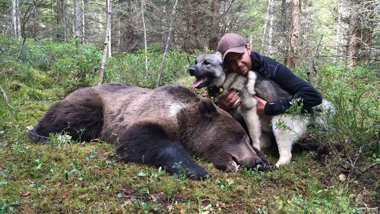 Martin Brenne Jegerliv Björnjakt 1 Björn Bear Bearplay Jaktfilm