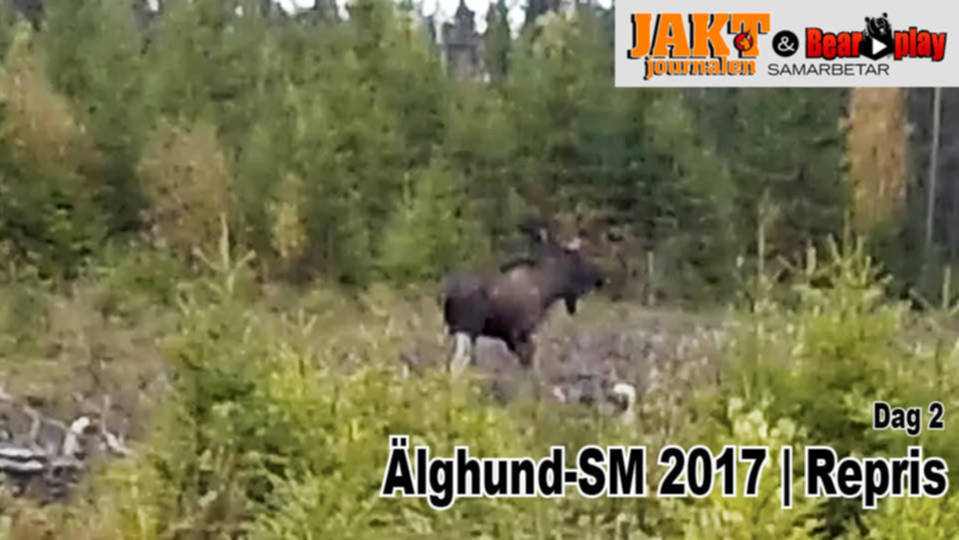 Älghund SM 2017 : Del 3