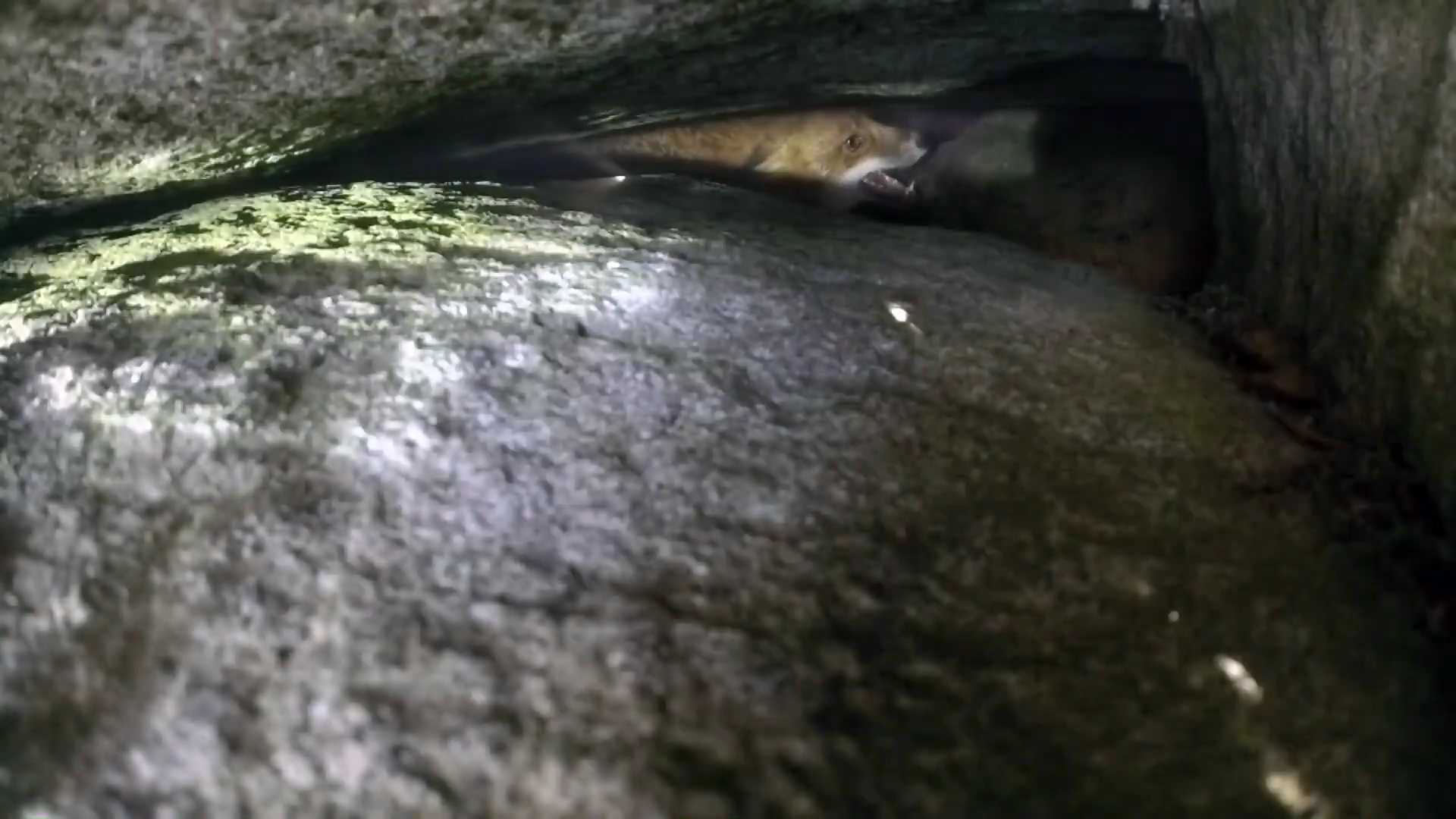 Rasmus Vardag : Rävjakt 26