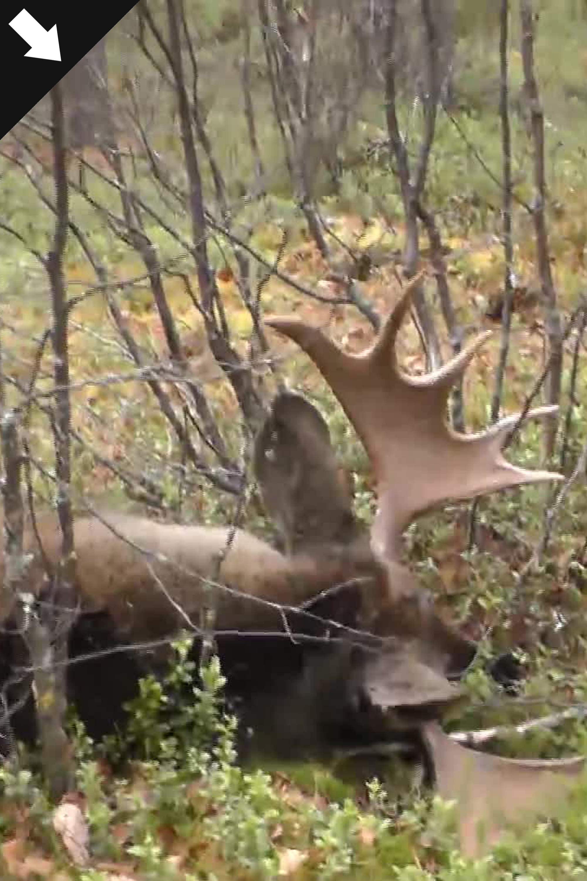 Älgjakt Med Jämthund Hösten 2015