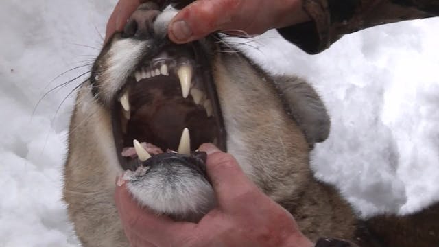 Jakt På Stora Rovdjur 2 2017 : Kristo...