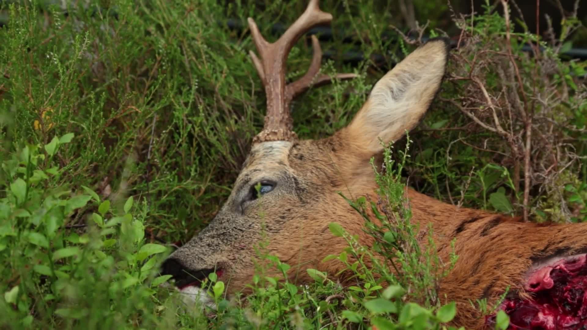 Bock- Och Kronhjortsjakt