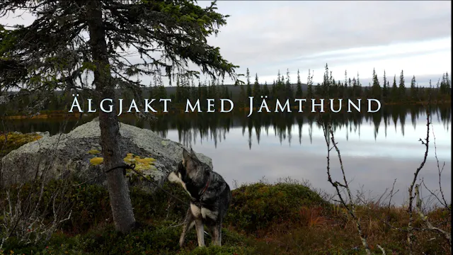 Älgjakt med Jämthund