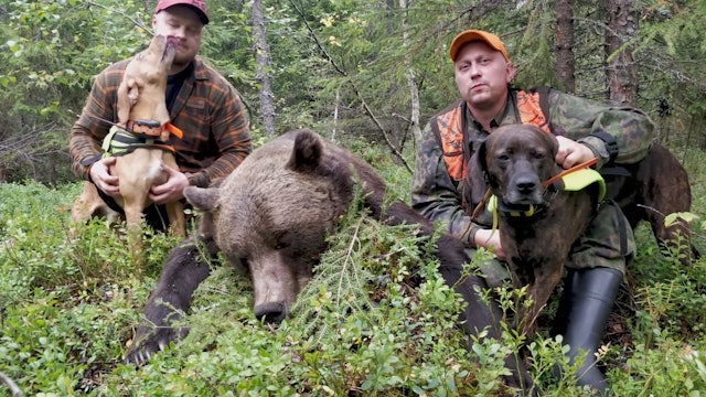 Team Karhukopla : Ståndskall på 260kg björn