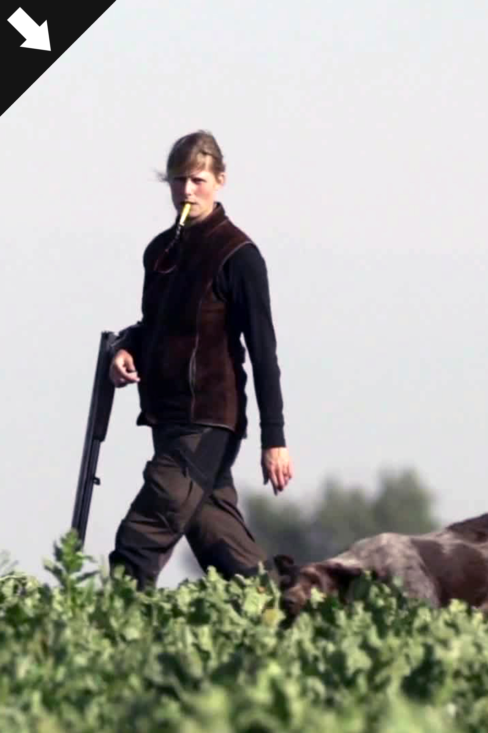 Jakt Med Stående Fågelhund