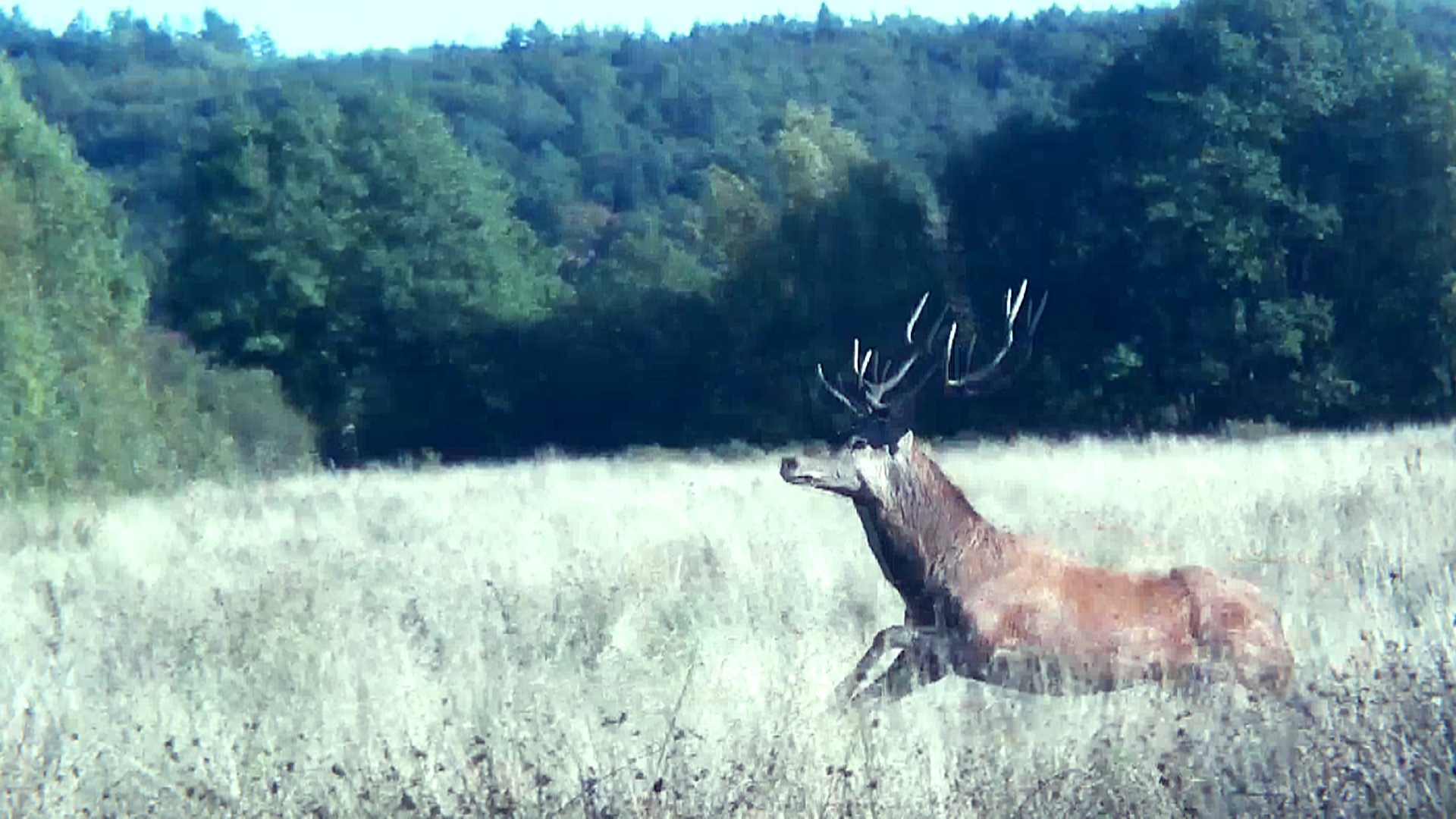 Vildmarken : Drevjakt i Polen