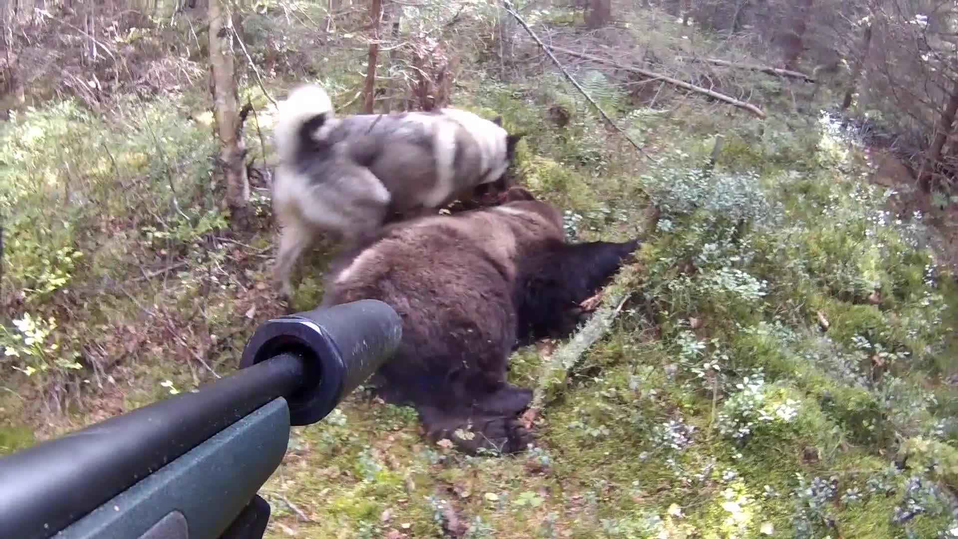 Martin Brenne : Jegerliv Björnjakt 1 Trailer