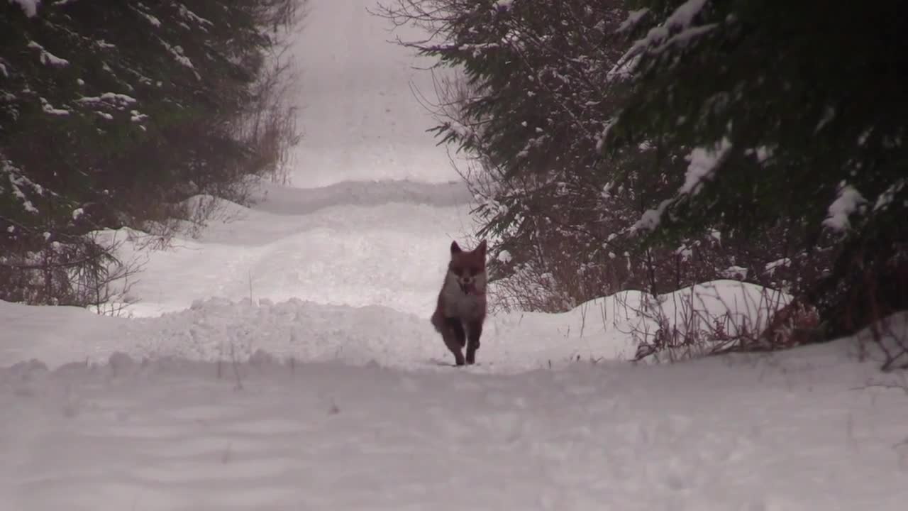 Stövar-SM För Rävhundar 2018 : Repris Söndag Fm