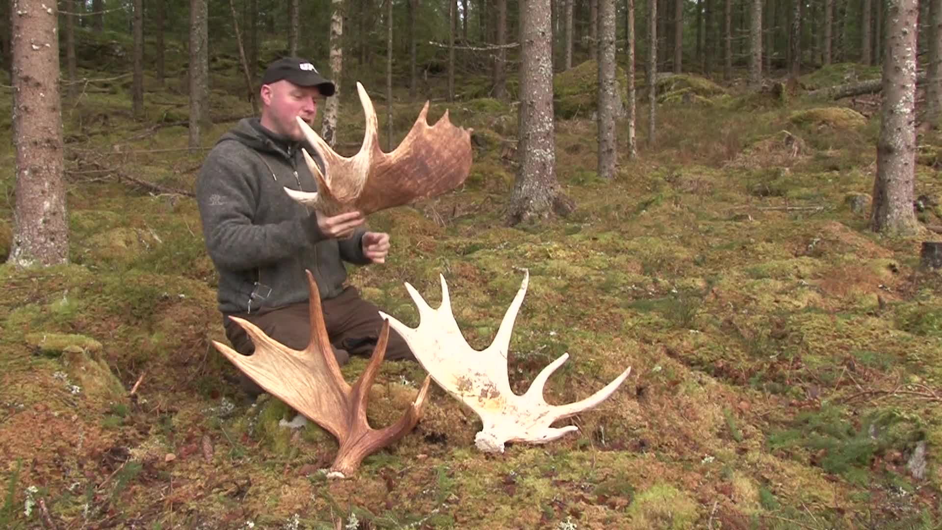 Best Of Älgjakten Med Löshund : Kristoffer Clausen