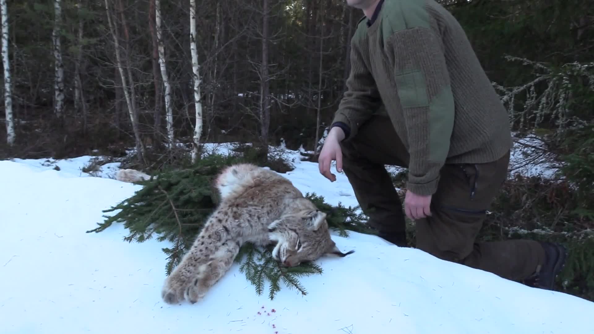 Vårt jägarliv : Lodjursjakten 2019 Del 1