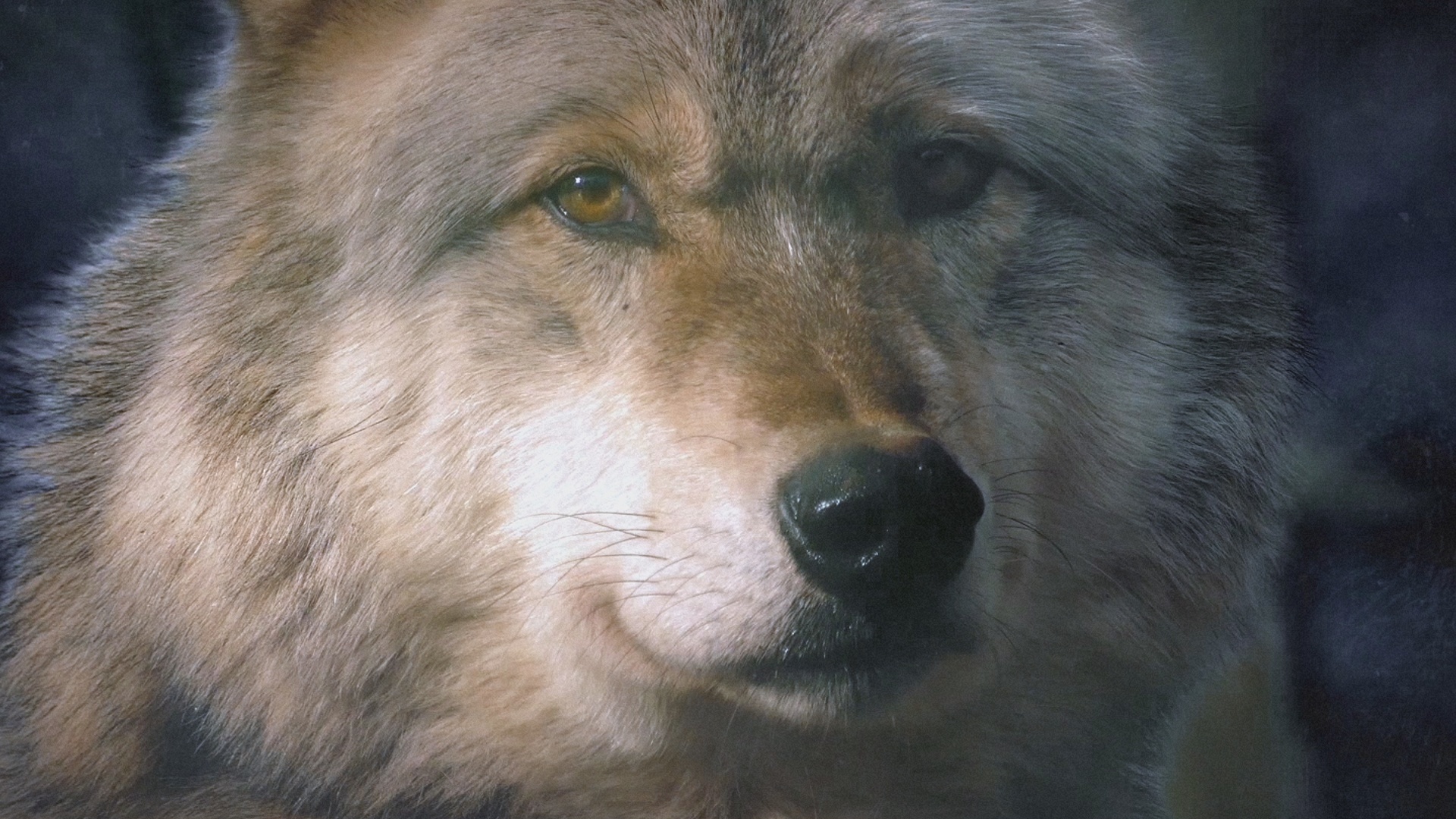 Svensk Vargjakt 1 Trailer