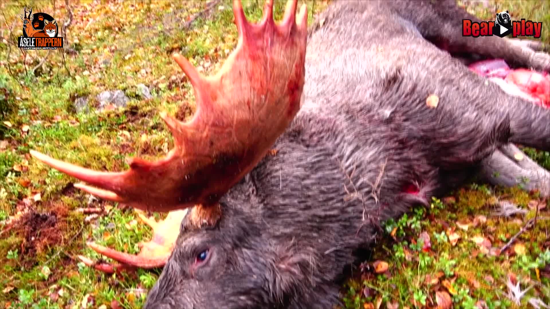 Åseletrappern : Älgjakt 1 Trailer