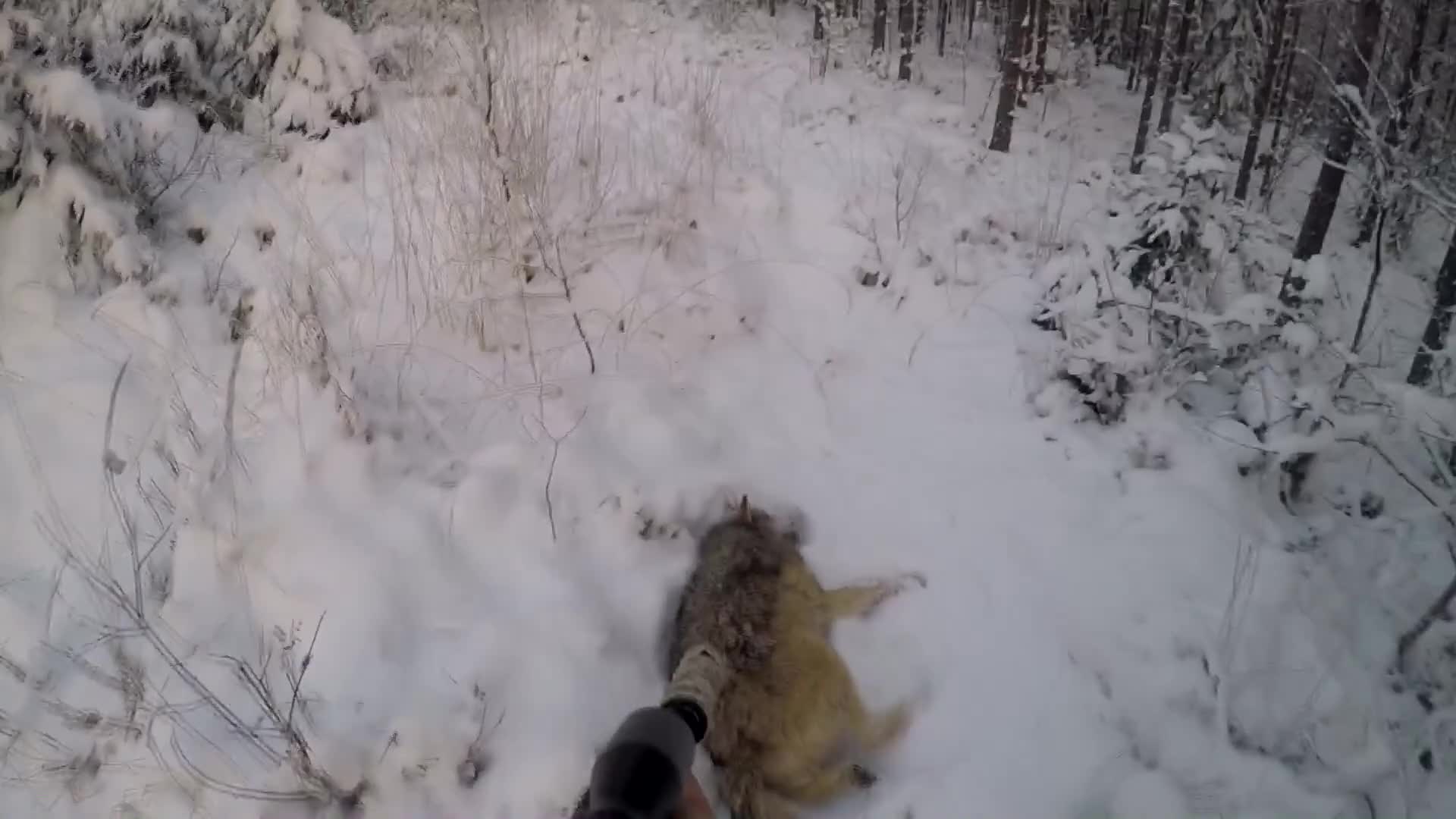 Rasmus Vardag : Vargjakten 2018 Trailer 1