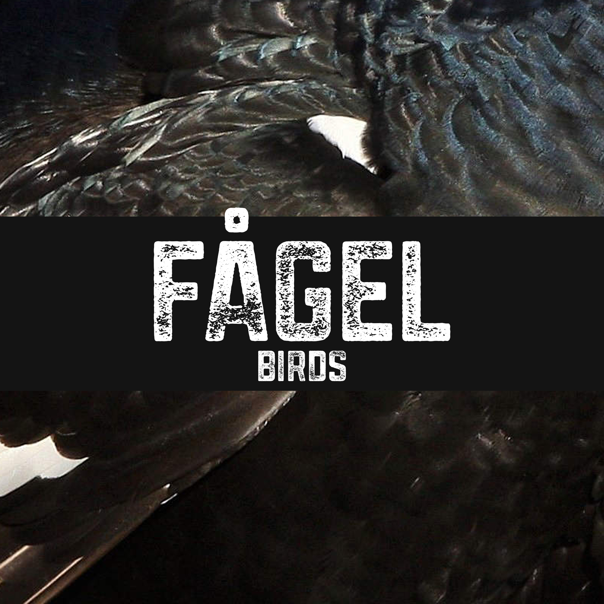 Fågel | Birds