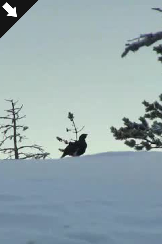 Jakt På Toppfågel i Finland