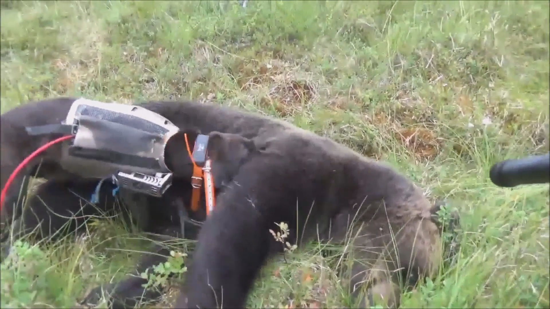 Björnjakten 2016 : Del 4